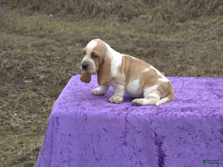 Basset Hound dogs Suuny - Ad 2