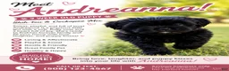 Mixed Breed dogs for sale: Andreanna - Ad 6