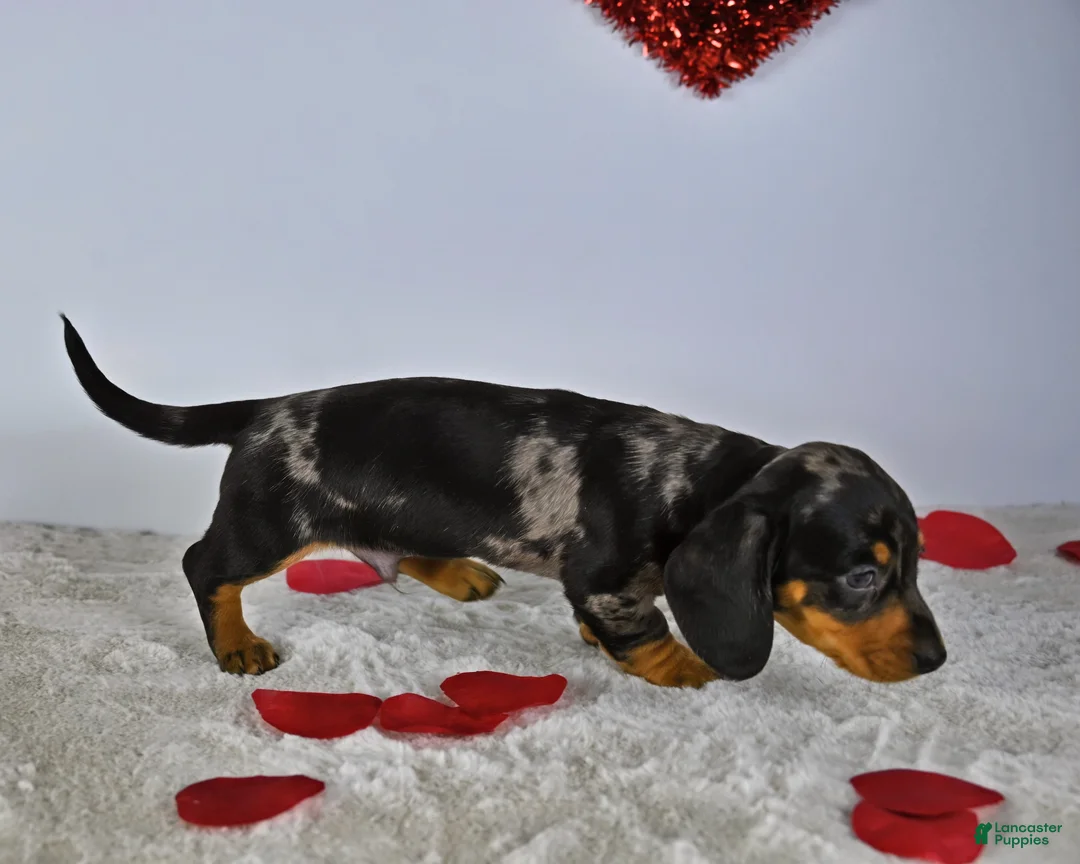 Miniature Dachshund dogs for sale: Thomas - Ad 1