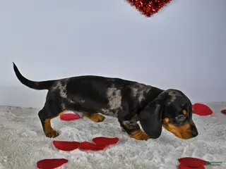 Miniature Dachshund dogs for sale: Thomas - Ad 3