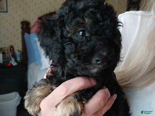 Toy Poodle dogs Toy Poodle Puppy 3 Logan - Ad 24