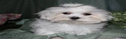 Maltese dogs for sale: Archie  - Ad 5