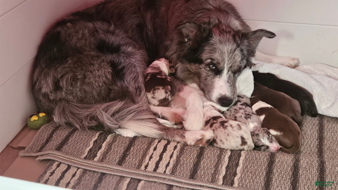 Border Collie dogs for sale: Border Collie Puppy 1 - Red - Ad 42