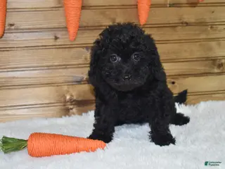 Mixed Breed dogs Bella - Ad 34