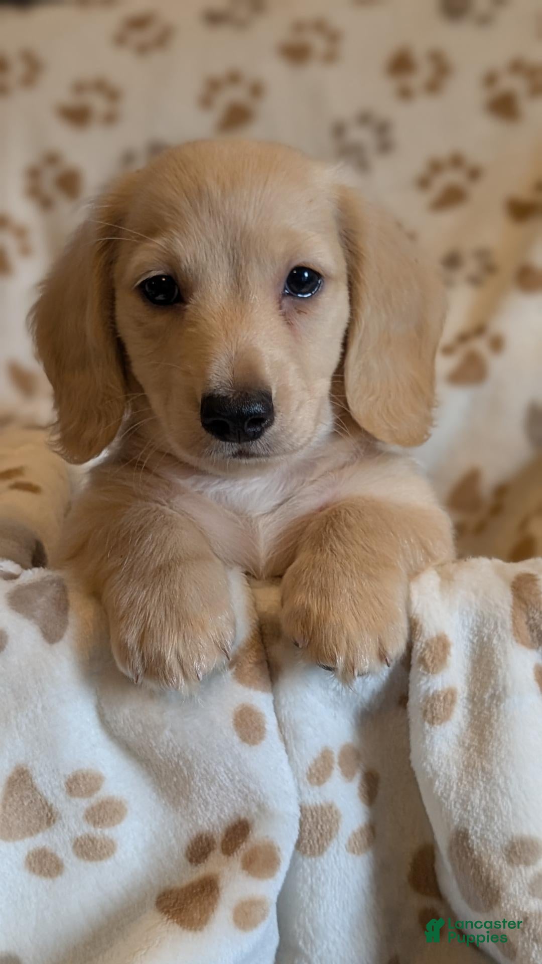 Miniature Dachshund dogs for sale: Boo - Ad 2