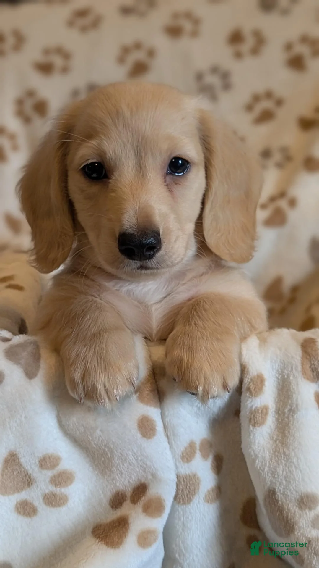 Miniature Dachshund dogs for sale: Boo - Ad 1