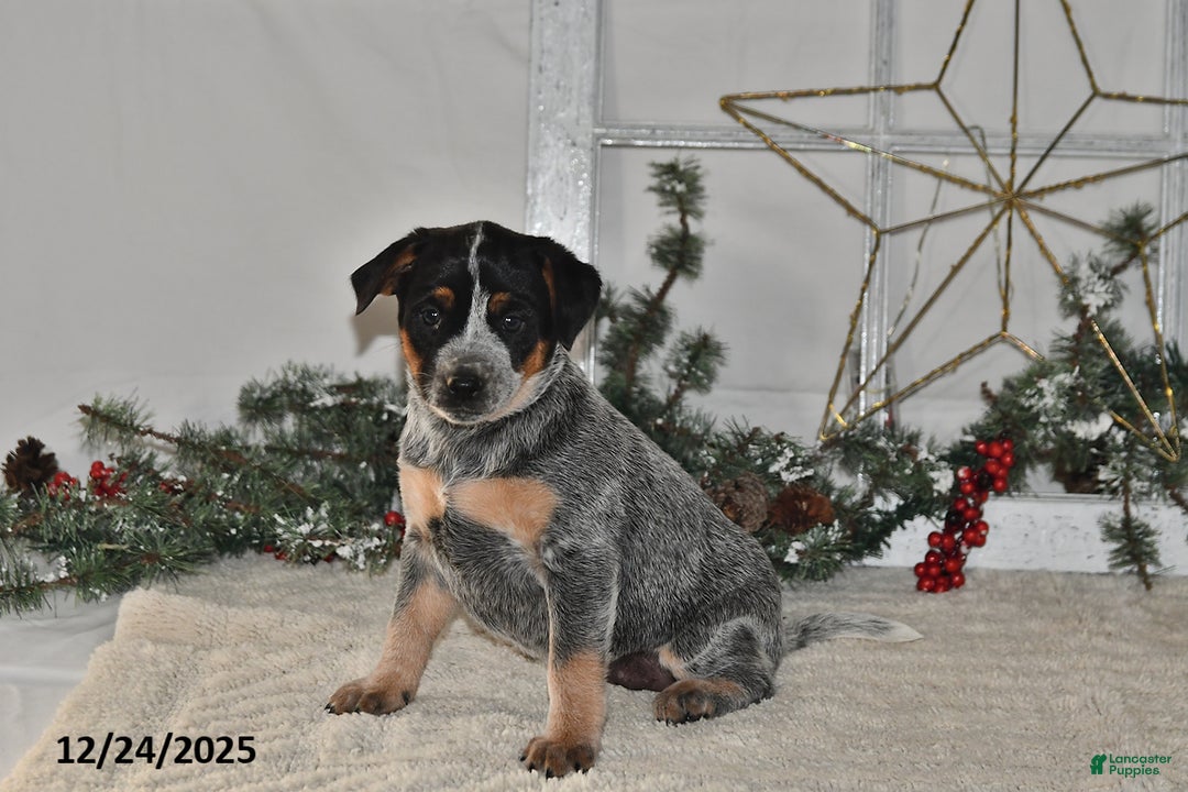 Australian Cattle Dog dogs for sale: Bessy - Ad 2