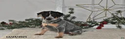 Australian Cattle Dog dogs for sale: Bessy - Ad 2