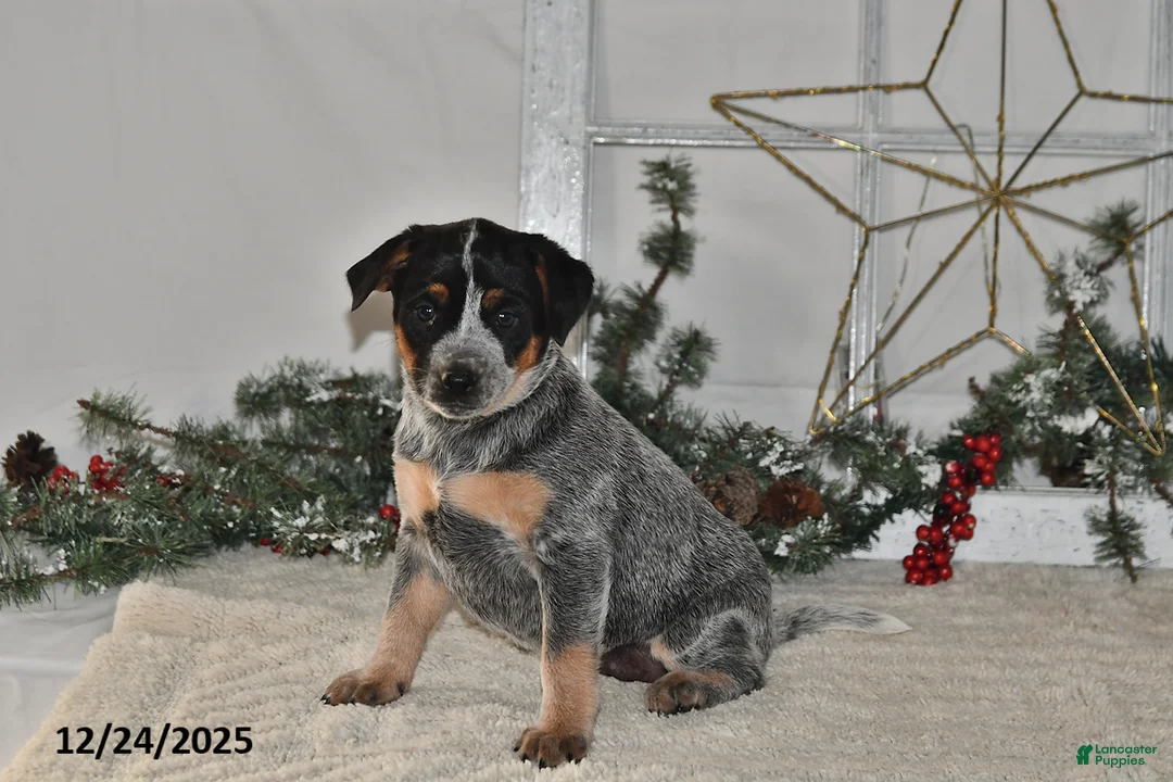 Australian Cattle Dog dogs for sale: Bessy - Ad 2