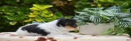 Papillon dogs for sale: Flora - Ad 5