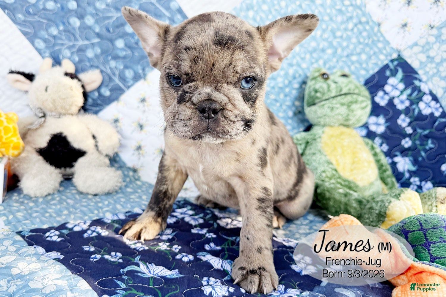 French Bulldog dogs for sale: James - Ad 1