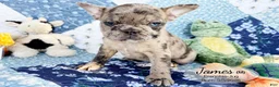 French Bulldog dogs for sale: James - Ad 1