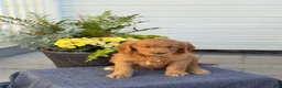 Goldendoodle dogs for sale: Trudy - Ad 11