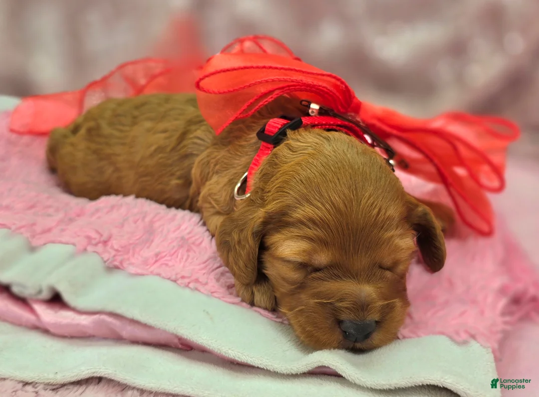 Cockapoo dogs for sale: Moonbow - Ad 3