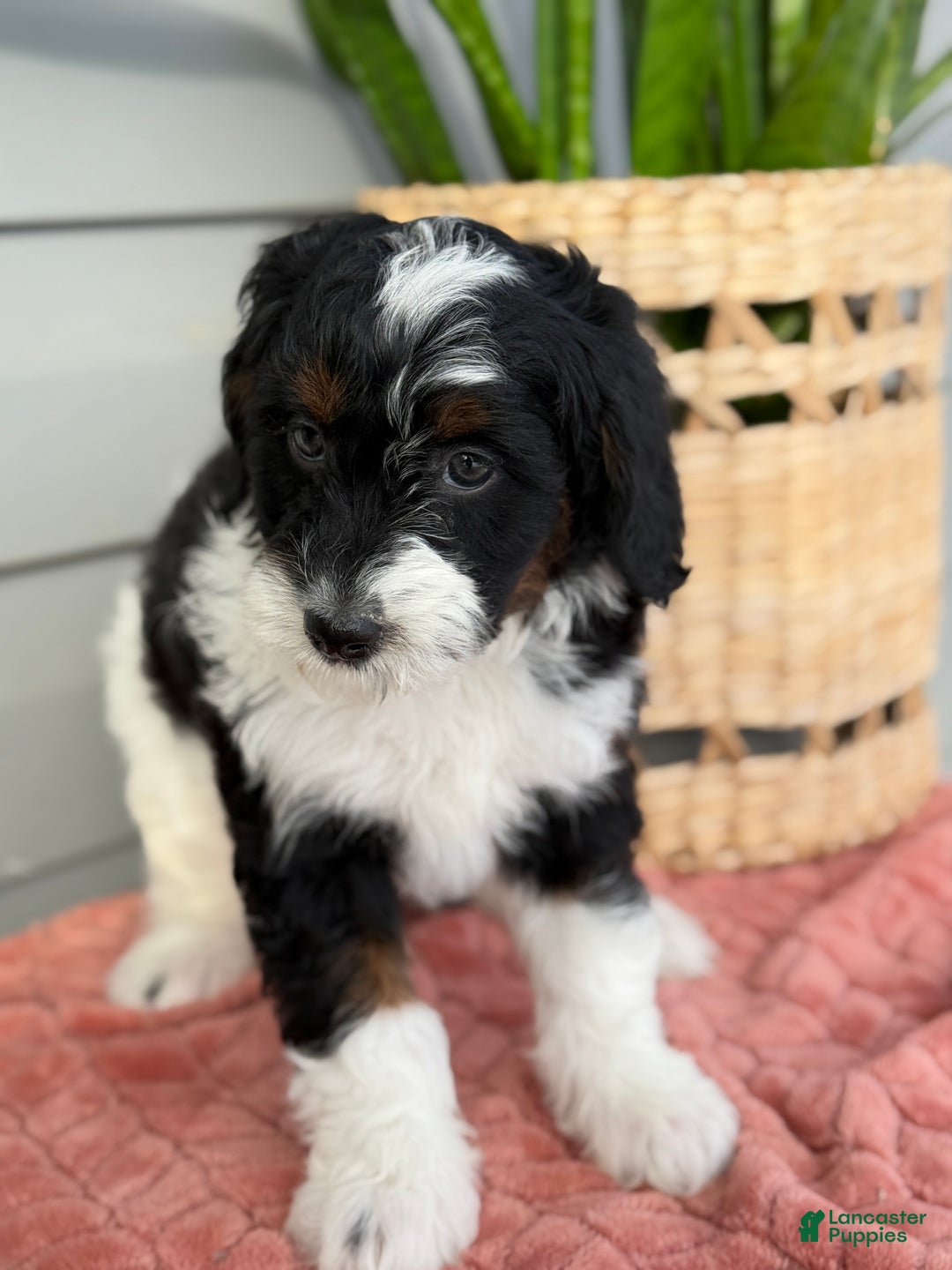 Mini Bernedoodle dogs for sale: Foxy - Ad 6