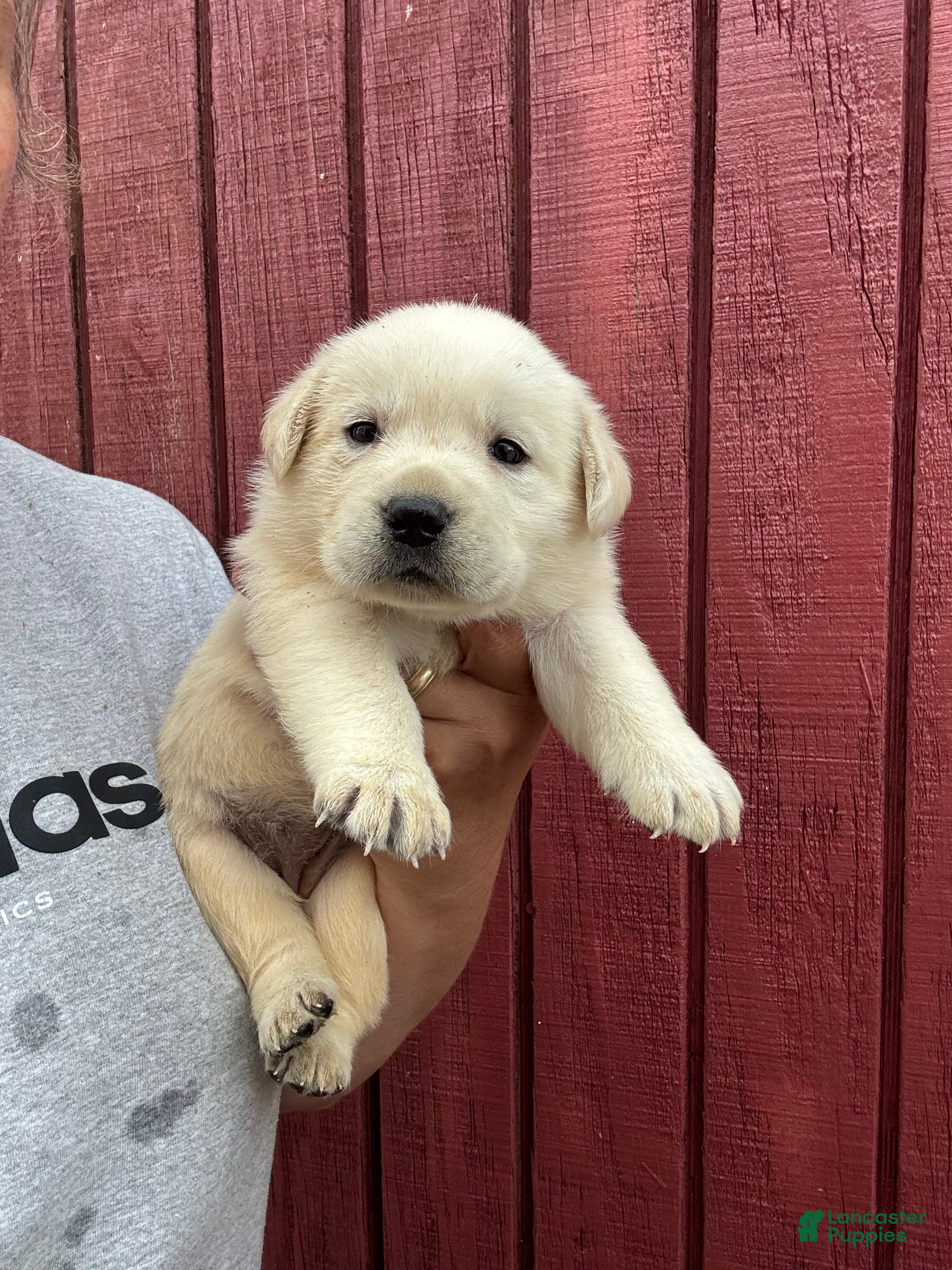 Labrador Retriever dogs for sale: Labrador Retriever Puppy 5 - Ad 7