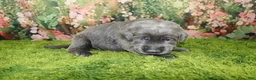 Labrador Retriever dogs for sale: Wren - Ad 4