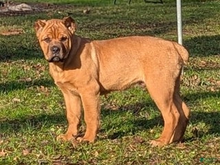 Cane Corso dogs Grey collar- male - Ad 8