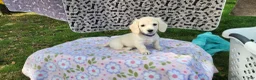 Miniature Dachshund dogs for sale: Bloom - Ad 1