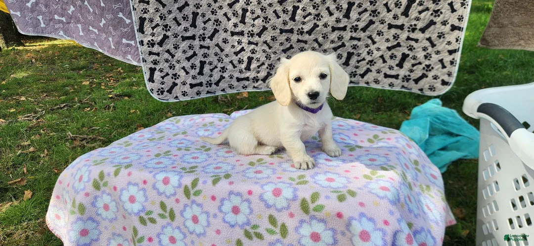 Miniature Dachshund dogs for sale: Bloom - Ad 1