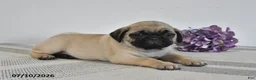 Pug dogs for sale: Evie  - Ad 2