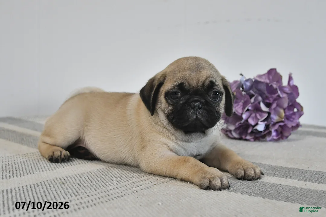 Pug dogs for sale: Evie  - Ad 2