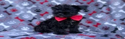 Miniature Schnauzer dogs for sale: Zeus - Ad 6