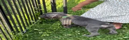 Cane Corso dogs for sale: Ghost - Ad 3