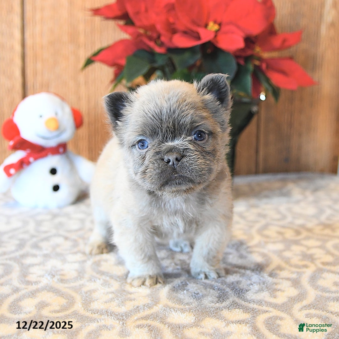 French Bulldog dogs for sale: Trigger - Ad 3