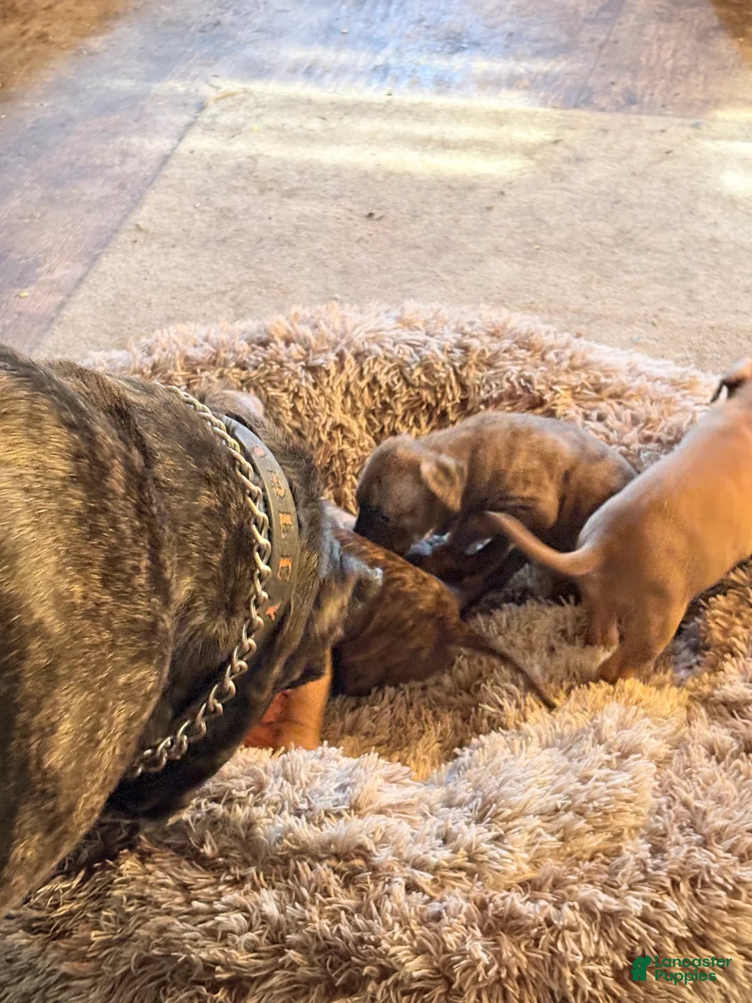 Gallery Image {{count}}