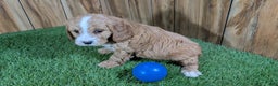 Cavapoo dogs for sale: Brin Boy 1 - Ad 4