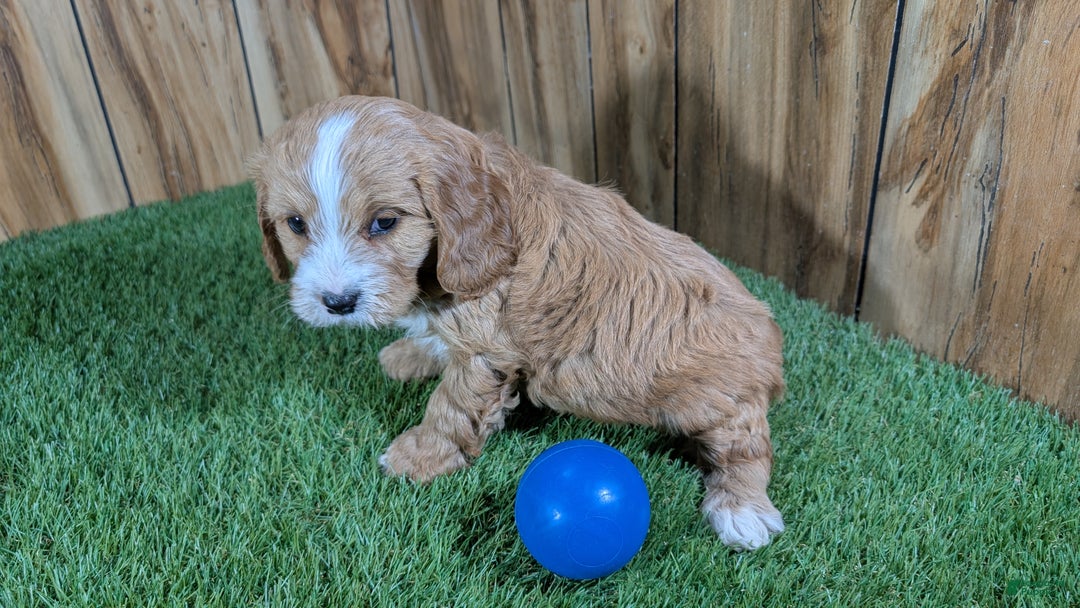 Cavapoo dogs for sale: Brin Boy 1 - Ad 4