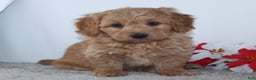 Mini Goldendoodle dogs for sale: Ian - Ad 2