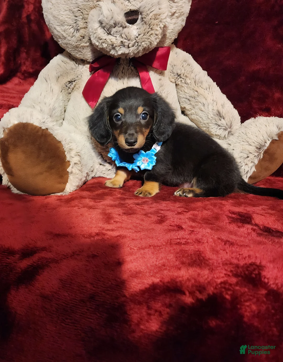 Miniature Dachshund dogs for sale: RYDER - Ad 1