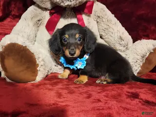 Miniature Dachshund dogs RYDER - Ad 15