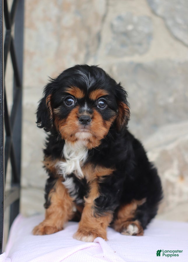 Cavalier King Charles Spaniel dogs Hadley - Ad 1