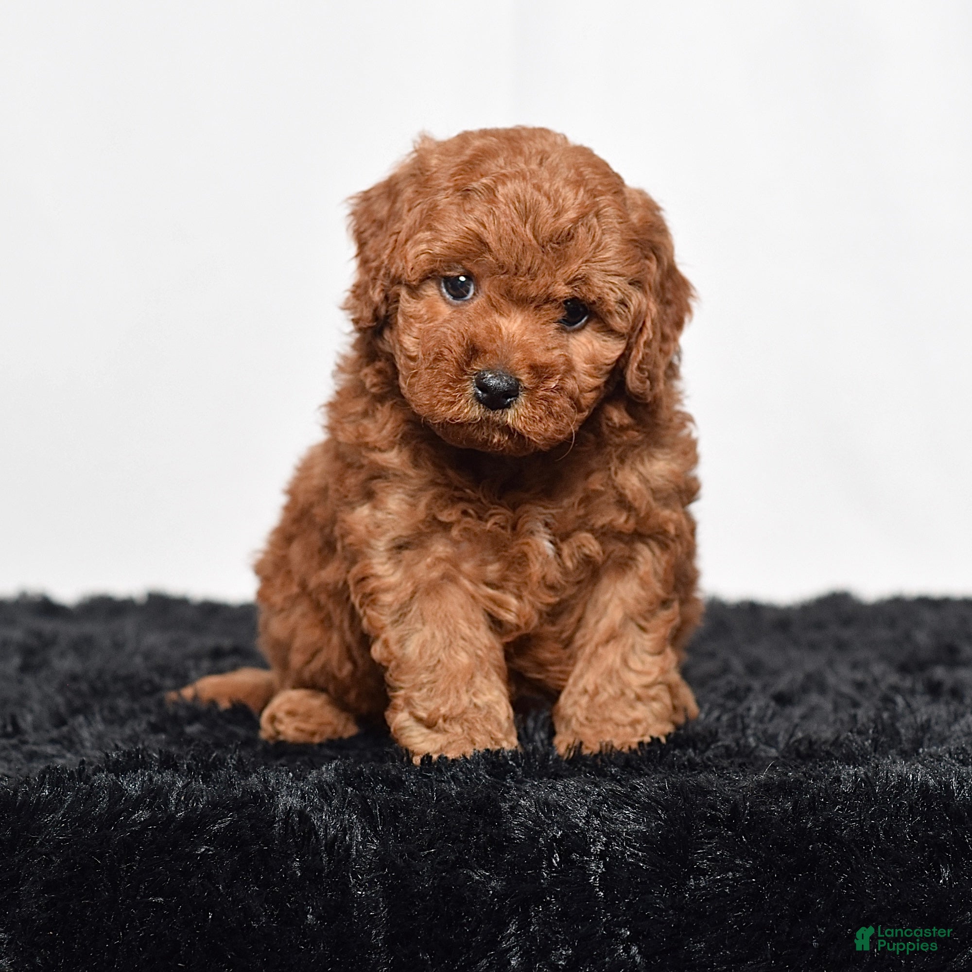 Mini Goldendoodle dogs for sale: Maddie - Ad 5