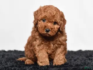Mini Goldendoodle dogs for sale: Maddie - Ad 1