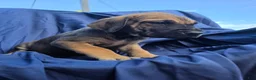 Great Dane dogs for sale: JillyBean - Ad 2