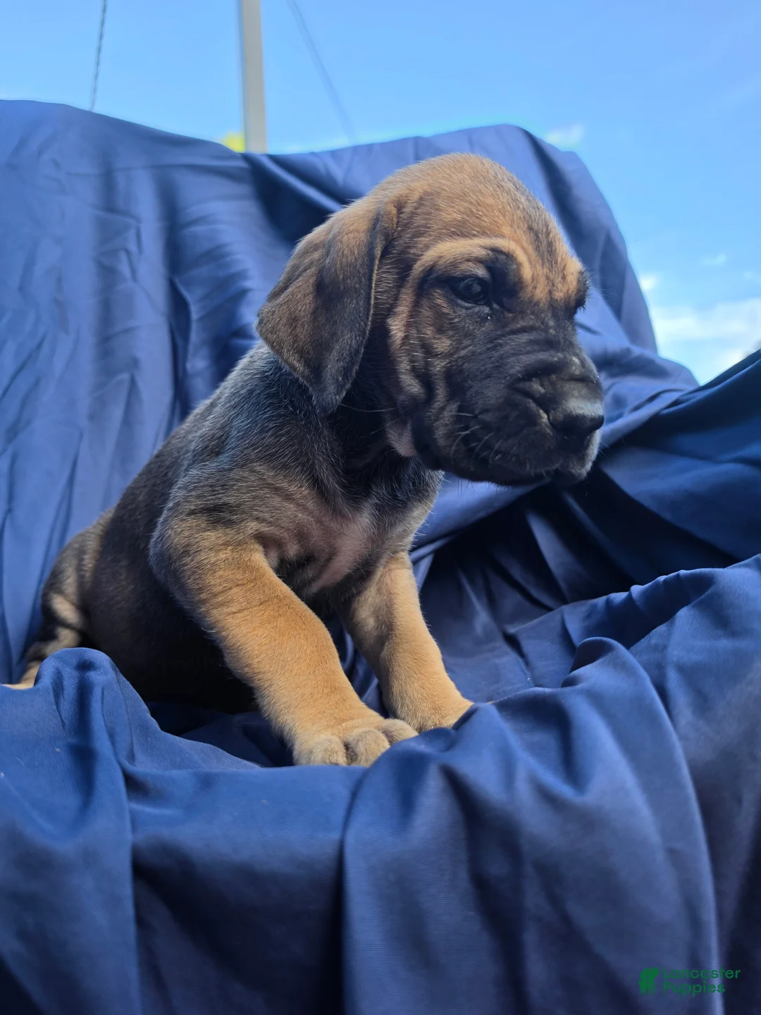 Great Dane dogs for sale: JillyBean - Ad 2