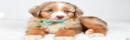 Miniature Australian Shepherd dogs for sale: Jake - Ad 6