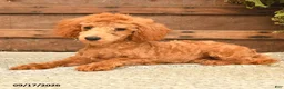 Toy Poodle dogs for sale: Ace  - Ad 2