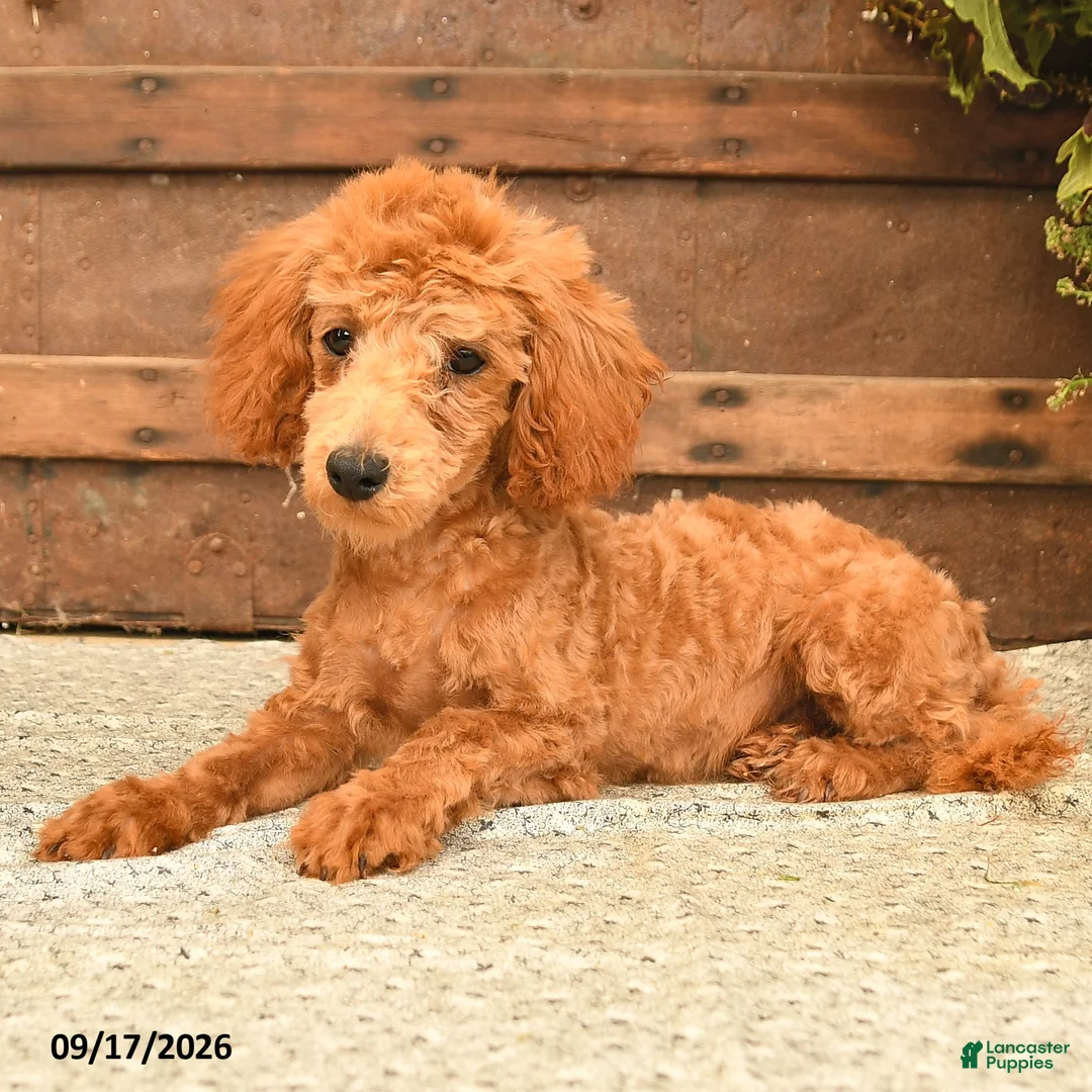 Toy Poodle dogs for sale: Ace  - Ad 2