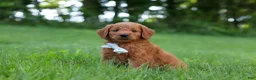 Goldendoodle dogs for sale: Charlie - Ad 5