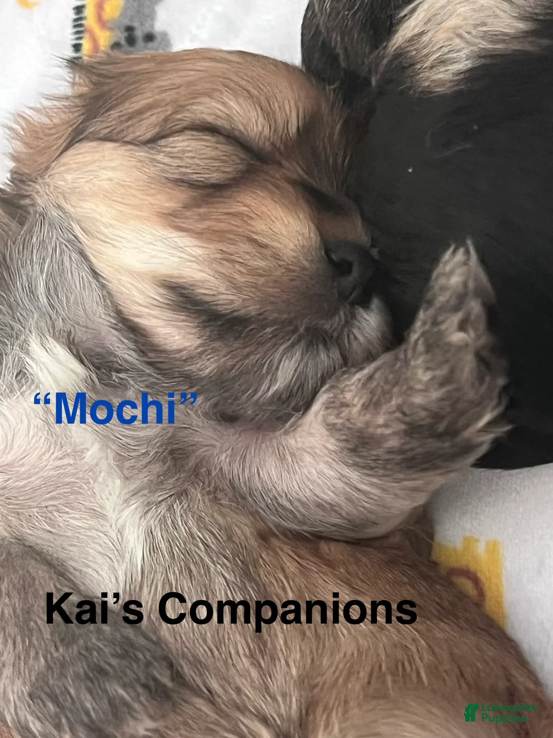 Morkie dogs for sale: Mochi - Ad 2