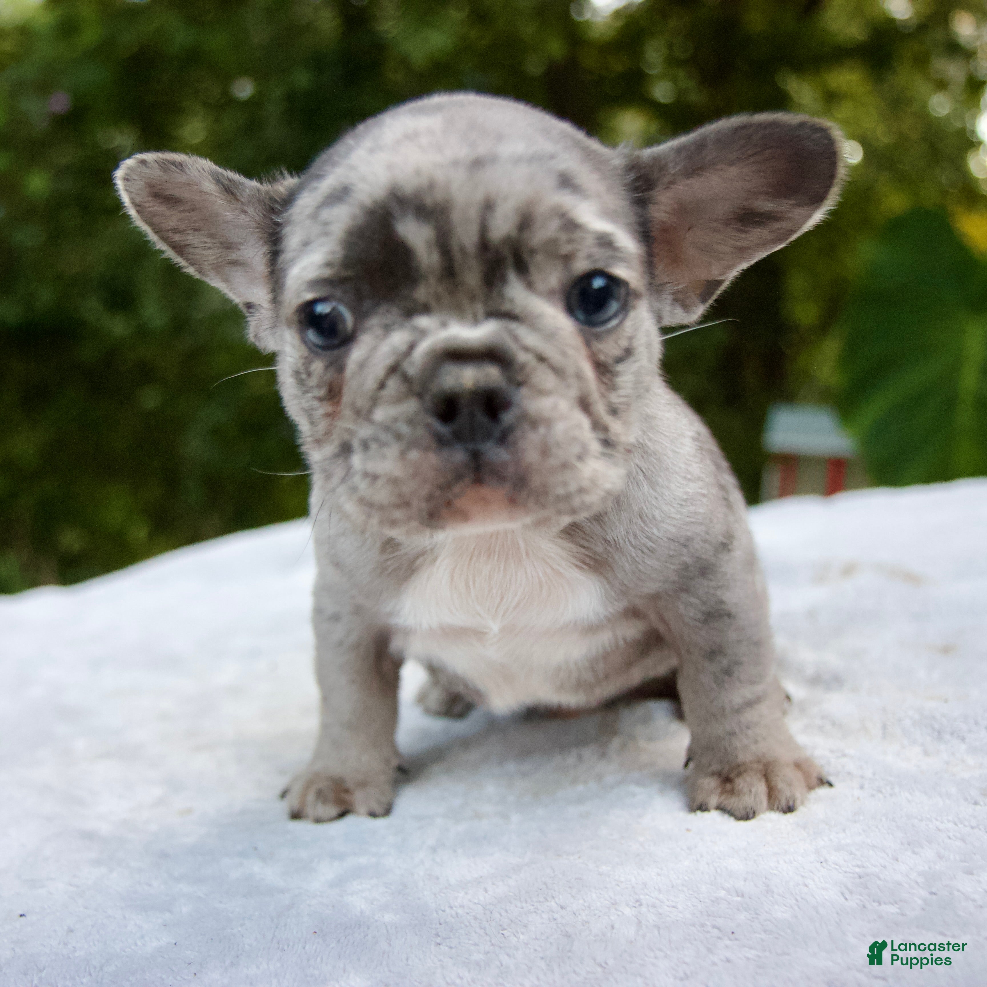 Long Haired Rare French Bulldog Puppies For Sale Chocolate Merle