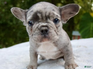 French Bulldog dogs - Ad 36