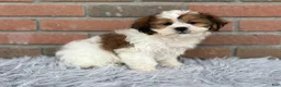 Teddy Bear dogs for sale: Lucy - Ad 3