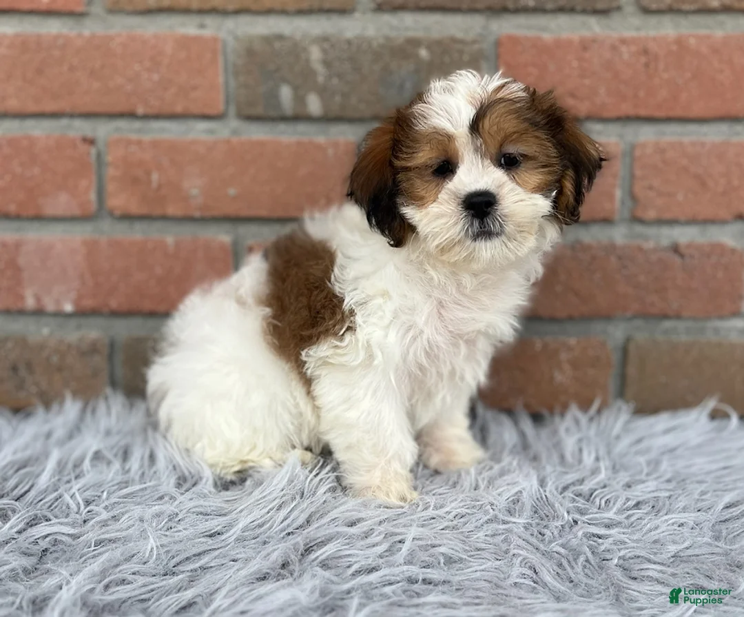 Teddy Bear dogs for sale: Lucy - Ad 3