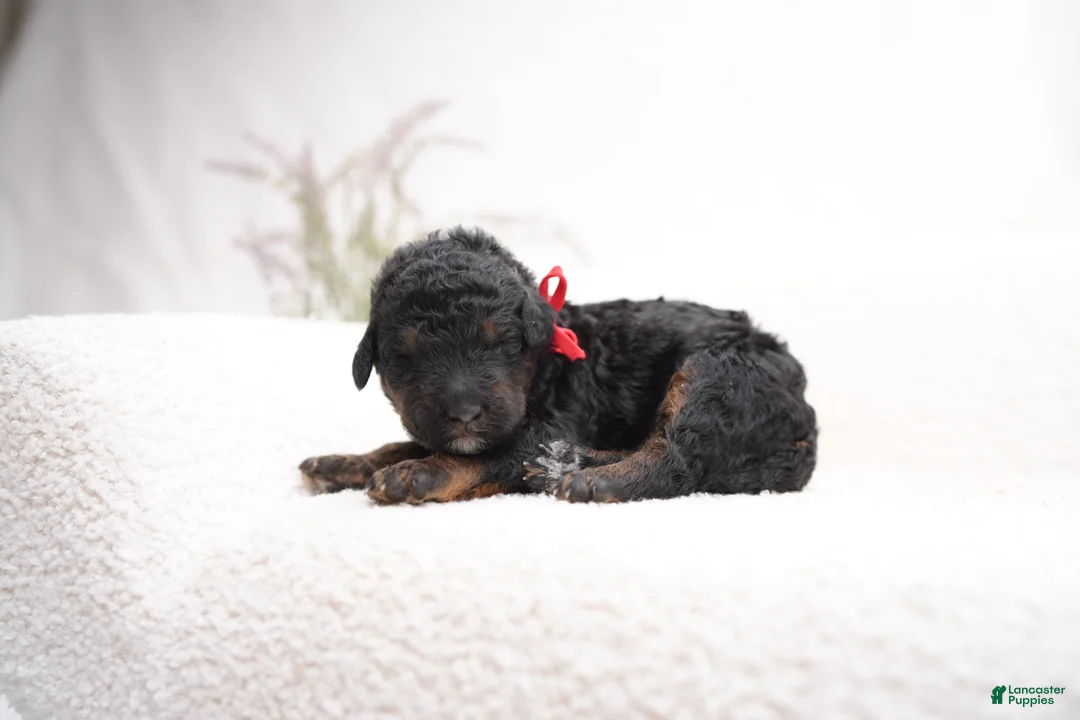 Bernedoodle dogs for sale: Red Collar - Ad 2